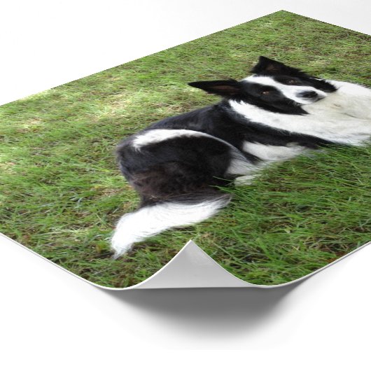 Border Collie Poster (Hoek)