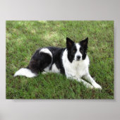 Border Collie Poster (Voorkant)