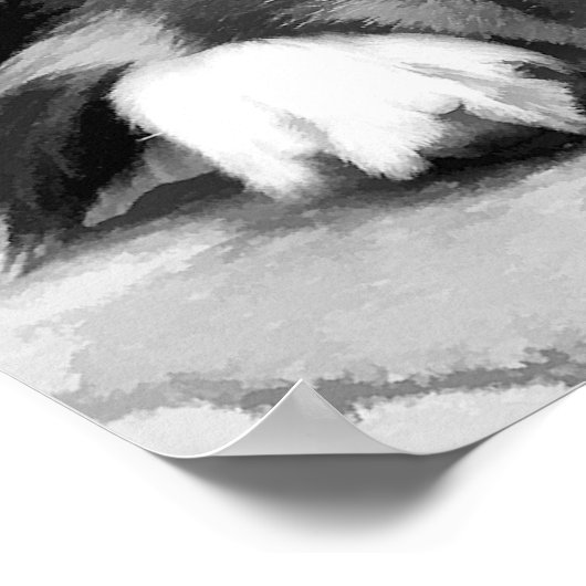 BORDER COLLIE POSTER (Hoek)