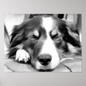BORDER COLLIE POSTER (Voorkant)