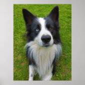 Border Collie Poster (Voorkant)