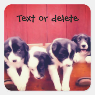 Border Collie Puppies In Drawer Personalized Vierkante Sticker