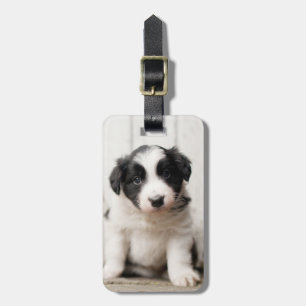 Border Collie Puppy Bagagelabel