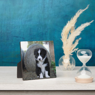 Border Collie Puppy Boerderij Leven, Fotoplaat
