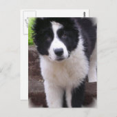Border Collie Puppy Briefkaart (Voorkant / Achterkant)