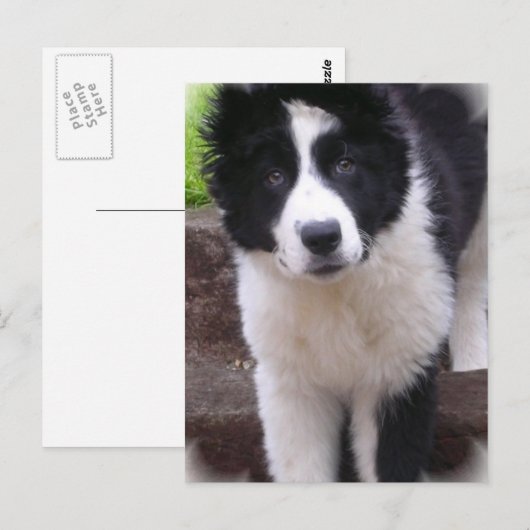 Border Collie Puppy Briefkaart (Voorkant / Achterkant)