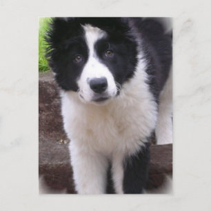 Border Collie Puppy Briefkaart