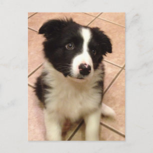 Border Collie Puppy Briefkaart