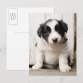 Border Collie Puppy Briefkaart (Voorkant / Achterkant)
