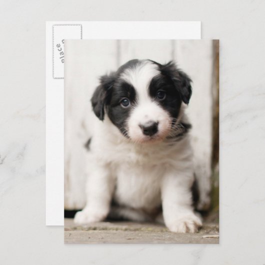 Border Collie Puppy Briefkaart (Voorkant / Achterkant)