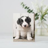 Border Collie Puppy Briefkaart (Staand voorkant)