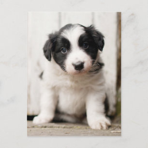 Border Collie Puppy Briefkaart