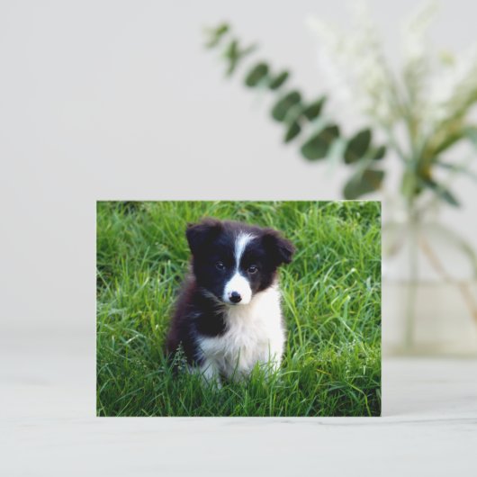 Border Collie Puppy Briefkaart (Staand voorkant)
