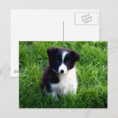 Border Collie Puppy Briefkaart (Voorkant / Achterkant)