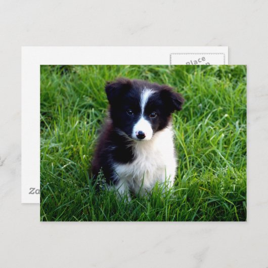 Border Collie Puppy Briefkaart (Voorkant / Achterkant)