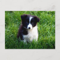 Border Collie Puppy Briefkaart