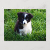 Border Collie Puppy Briefkaart (Voorkant)