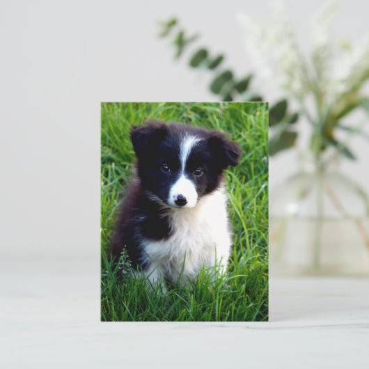 Border Collie Puppy Briefkaart (Staand voorkant)