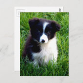 Border Collie Puppy Briefkaart (Voorkant / Achterkant)