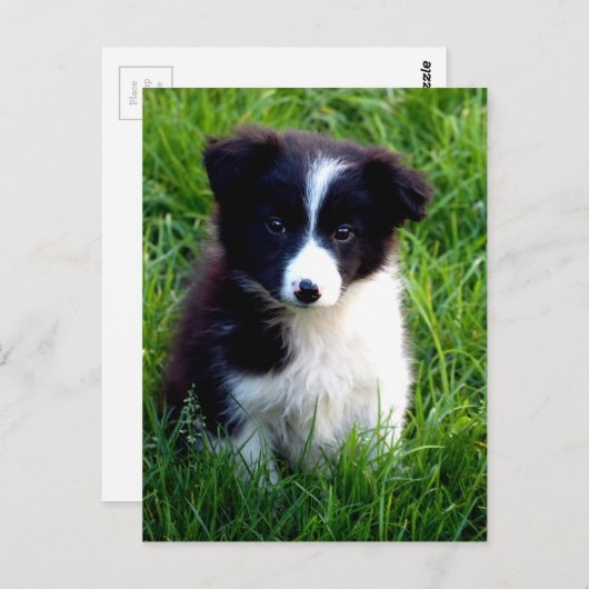 Border Collie Puppy Briefkaart (Voorkant / Achterkant)