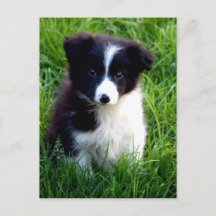 Border Collie Puppy Briefkaart