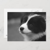 Border Collie Puppy Briefkaart (Voorkant / Achterkant)