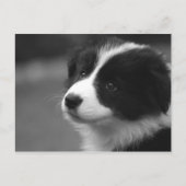 Border Collie Puppy Briefkaart (Voorkant)