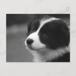 Border Collie Puppy Briefkaart