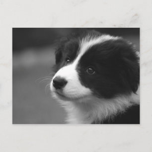 Border Collie Puppy Briefkaart