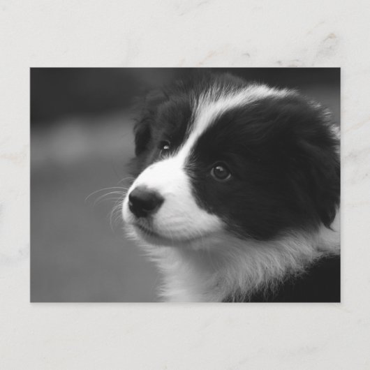 Border Collie Puppy Briefkaart (Voorkant)
