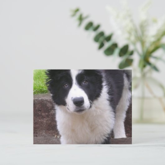 Border Collie Puppy Briefkaart (Staand voorkant)