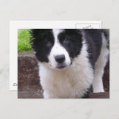 Border Collie Puppy Briefkaart (Voorkant / Achterkant)