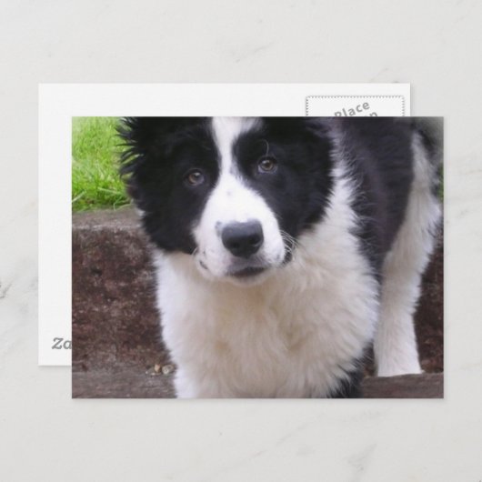 Border Collie Puppy Briefkaart (Voorkant / Achterkant)