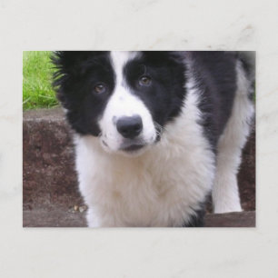 Border Collie Puppy Briefkaart