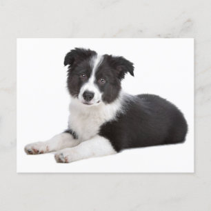 Border Collie Puppy Dog Blank Greeting Post Kaart