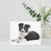 Border Collie Puppy Dog Blank Greeting Post Kaart (Staand voorkant)