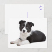 Border Collie Puppy Dog Blank Greeting Post Kaart (Voorkant / Achterkant)