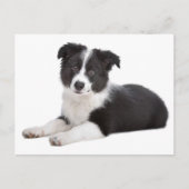 Border Collie Puppy Dog Blank Greeting Post Kaart (Voorkant)