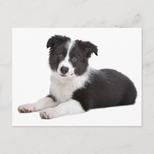 Border Collie Puppy Dog Blank Greeting Post Kaart (Voorkant)