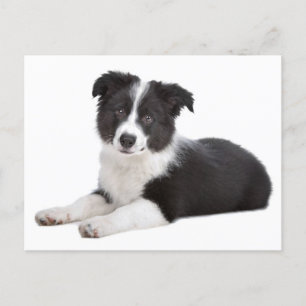 Border Collie Puppy Dog - Blank, Hallo, bedankt Briefkaart