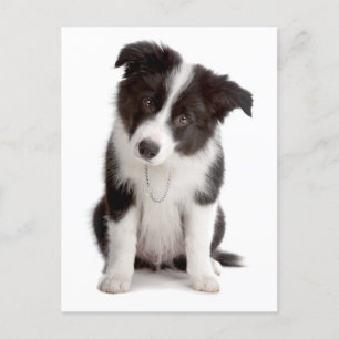 Border Collie Puppy Dog - Blank, Hallo, Liefde Briefkaart