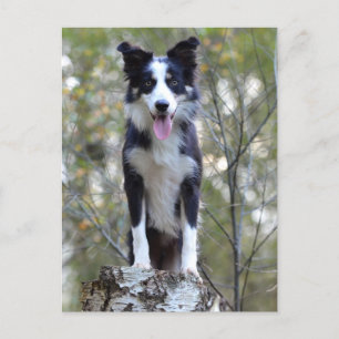 Border Collie Puppy Dog - Blank, Hallo, Liefde Briefkaart