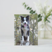 Border Collie Puppy Dog - Blank, Hallo, Liefde Briefkaart (Staand voorkant)