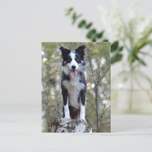 Border Collie Puppy Dog - Blank, Hallo, Liefde Briefkaart (Staand voorkant)
