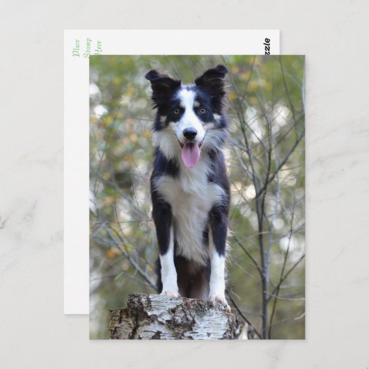 Border Collie Puppy Dog - Blank, Hallo, Liefde Briefkaart (Voorkant / Achterkant)