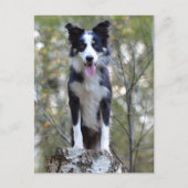 Border Collie Puppy Dog - Blank, Hallo, Liefde Briefkaart (Voorkant)