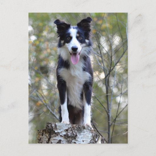 Border Collie Puppy Dog - Blank, Hallo, Liefde Briefkaart (Voorkant)