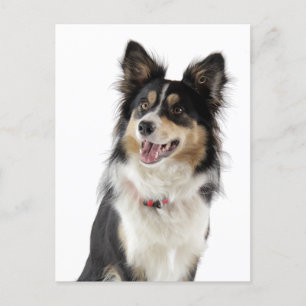 Border Collie Puppy Dog Greeting Post Card Briefkaart