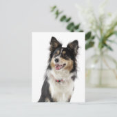 Border Collie Puppy Dog Greeting Post Card Briefkaart (Staand voorkant)