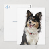 Border Collie Puppy Dog Greeting Post Card Briefkaart (Voorkant / Achterkant)
